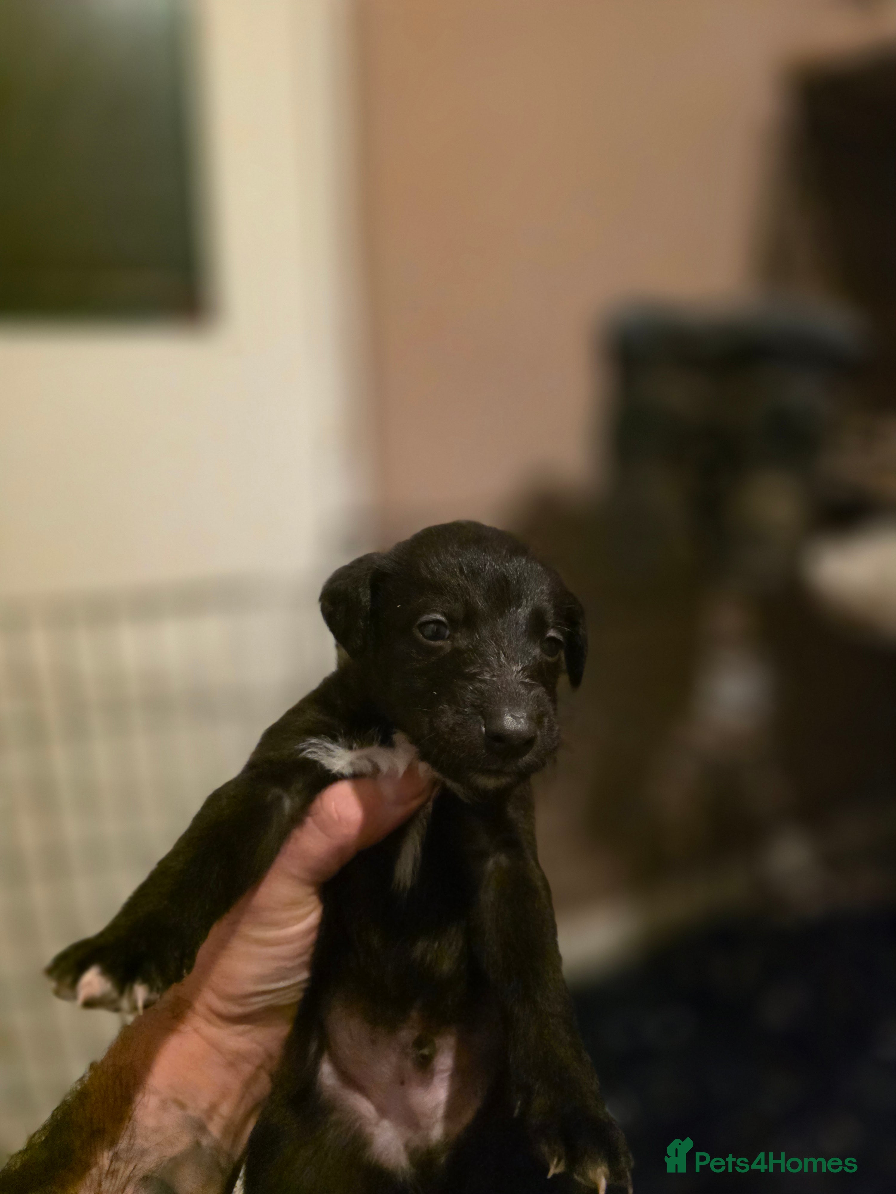 Mixed Breed dogs Bedlington whippet puppies  - Advert 1