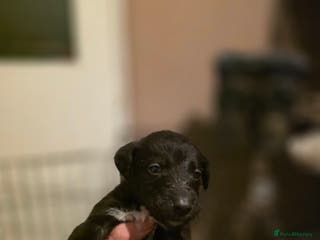 Mixed Breed dogs Bedlington whippet puppies - Advert 1