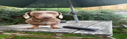 Miniature Dachshund dogs for stud: Milo miniature dachshund stud - Advert 4