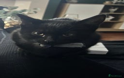 Mixed Breed cats for sale: 2 stunning girls - Image 2