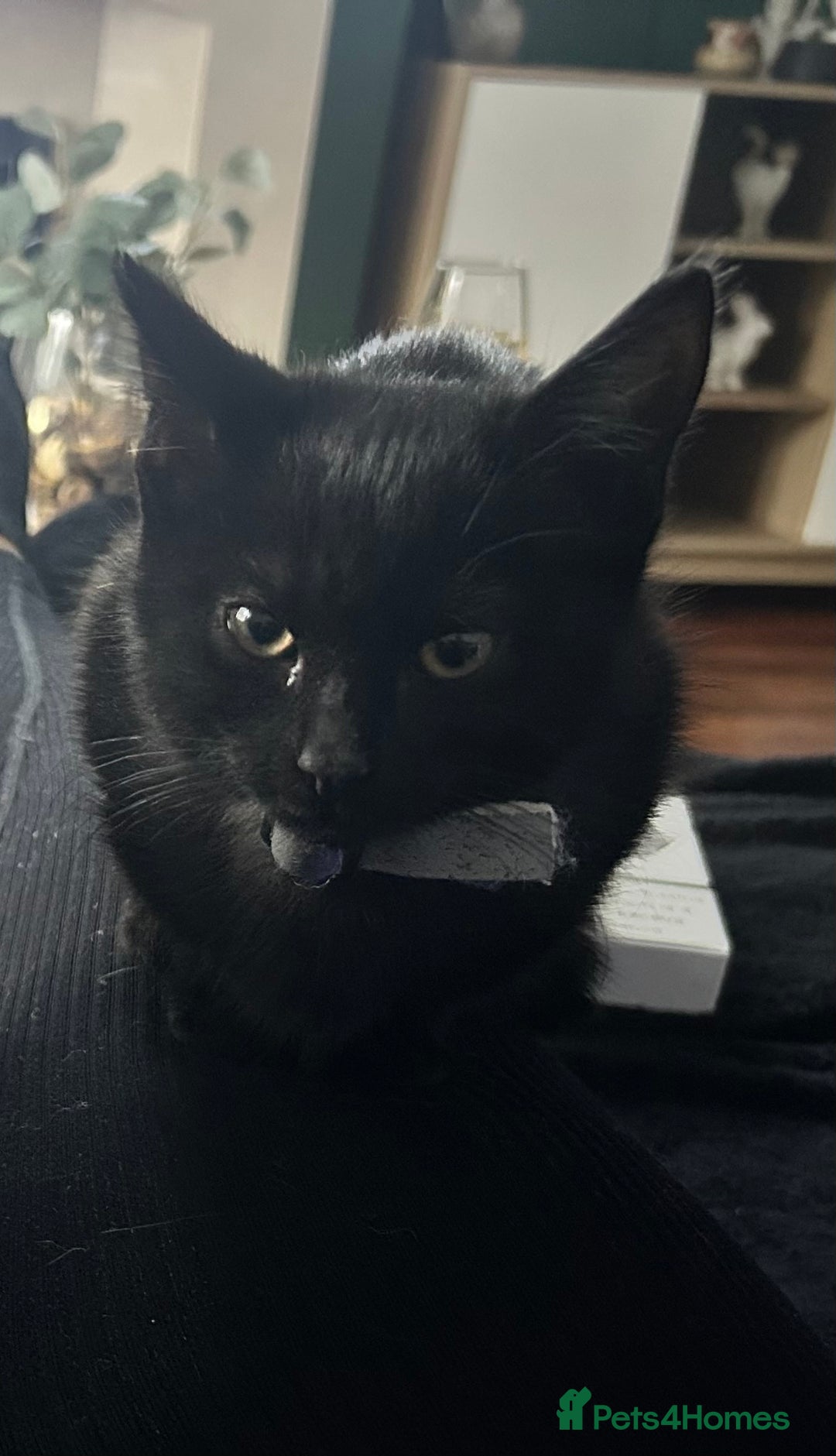 Mixed Breed cats for sale: 2 stunning girls - Image 2