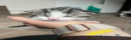 Maine Coon cats for sale: Maine coon cross in Rotherham - Advert 15