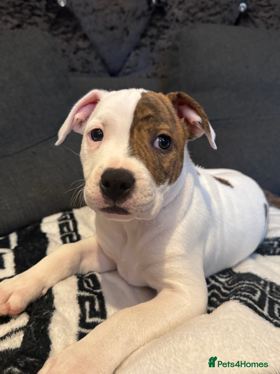 Staffordshire Bull Terrier dogs for sale: Staffordshire puppies  - Advert 14