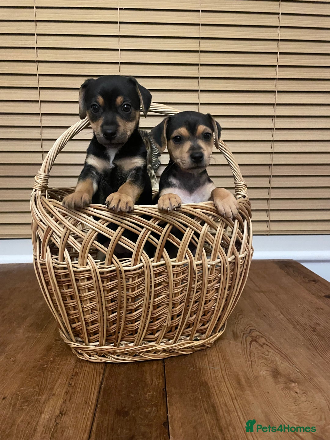 Jack Russell dogs for sale: Short Legged Jack Russell Pups - Image 7