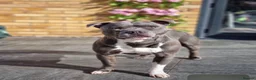 Staffordshire Bull Terrier dogs for sale: Blue Staffordshire bull terrier  - Advert 4
