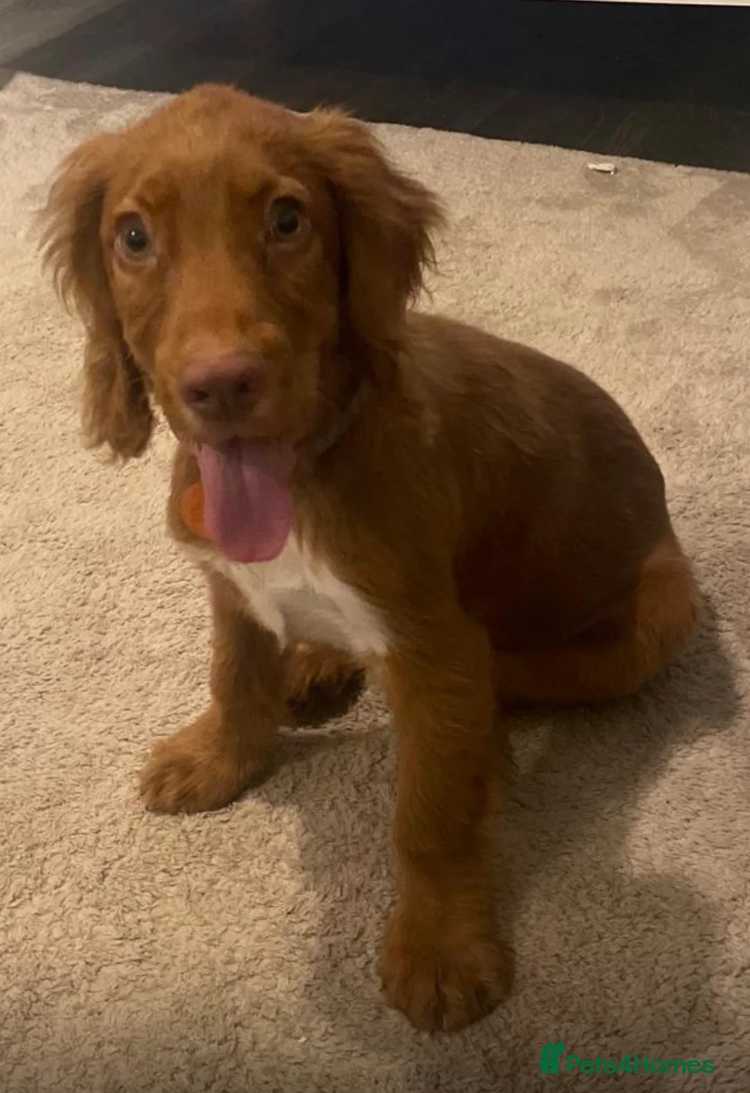 Cocker Spaniel dogs for sale: English cocker spaniel for sale  - Advert 2