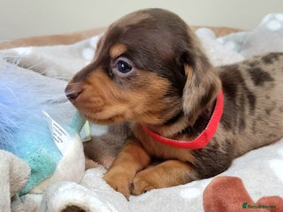 Miniature Dachshund dogs Kc Miniature Dachshund - Advert 1