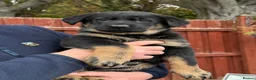 German Shepherd dogs for sale: KC Reg Working Line German Shepherd Pups. - Advert 10