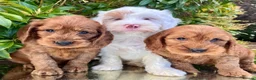 Cockapoo dogs for sale: Cockapoo - Advert 9