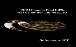 Python Snake reptiles for sale: Various 2025 & 2024 Pied Ball Pythons Royal Snake - Image 19