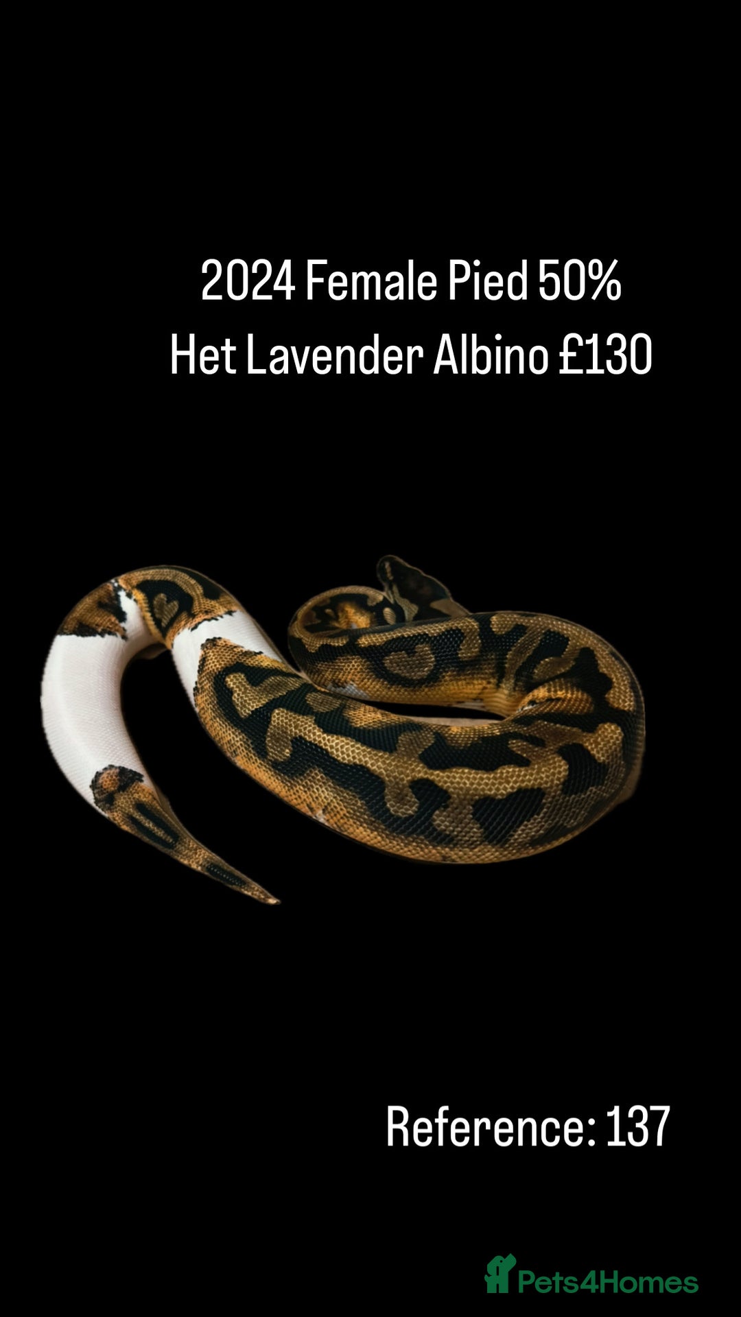 Python Snake reptiles for sale: Various 2025 & 2024 Pied Ball Pythons Royal Snake - Image 19