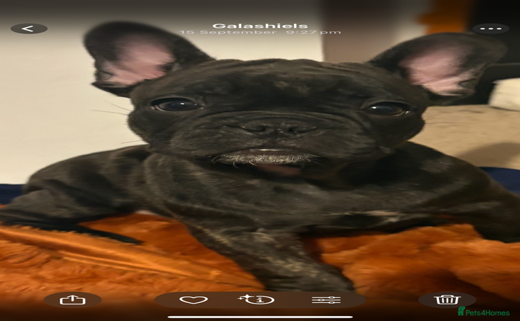 French Bulldog dogs - Advert 4