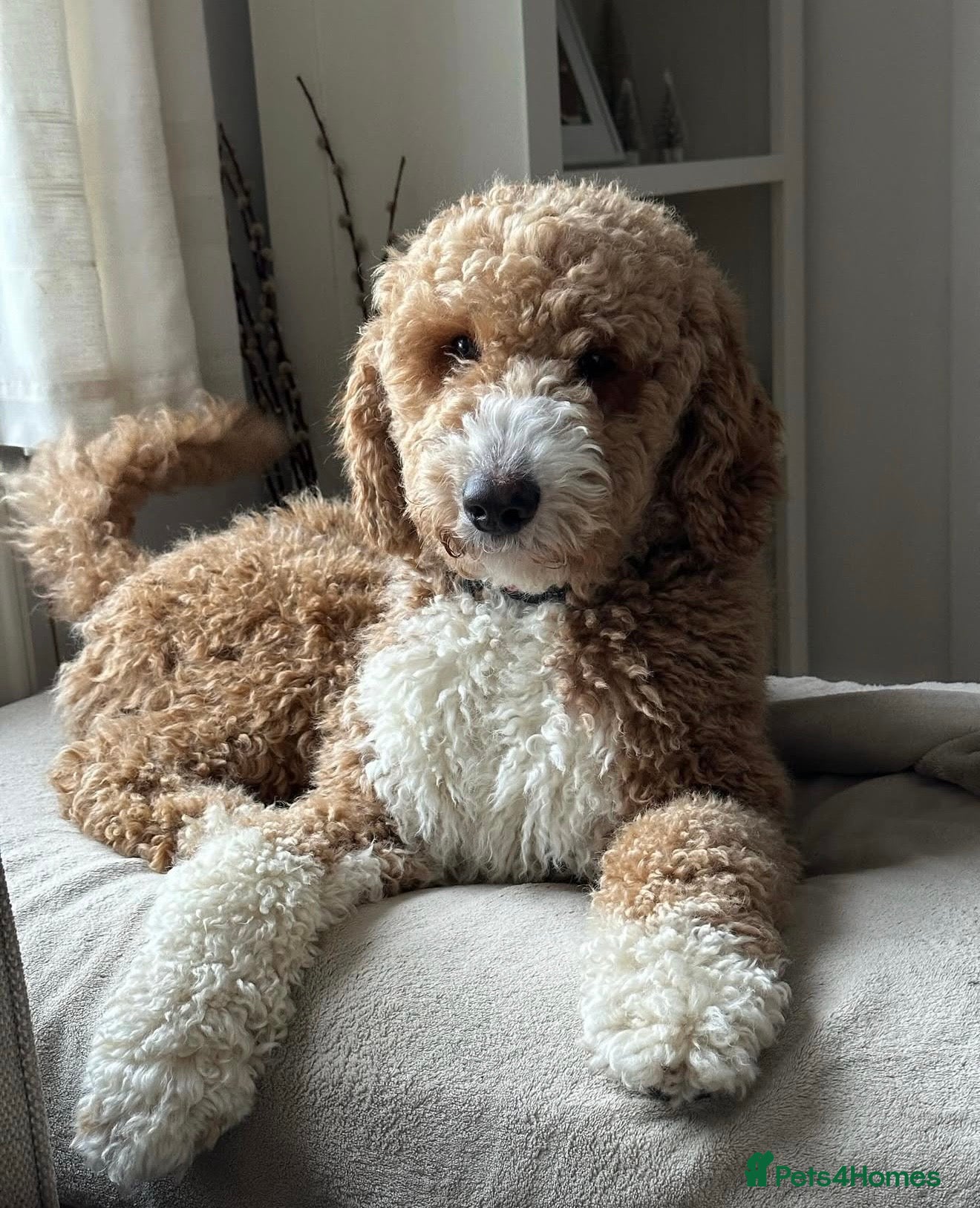 Mini Goldendoodle dogs HEALTH TESTED Goldendoodles / doubledoodles - Advert 12