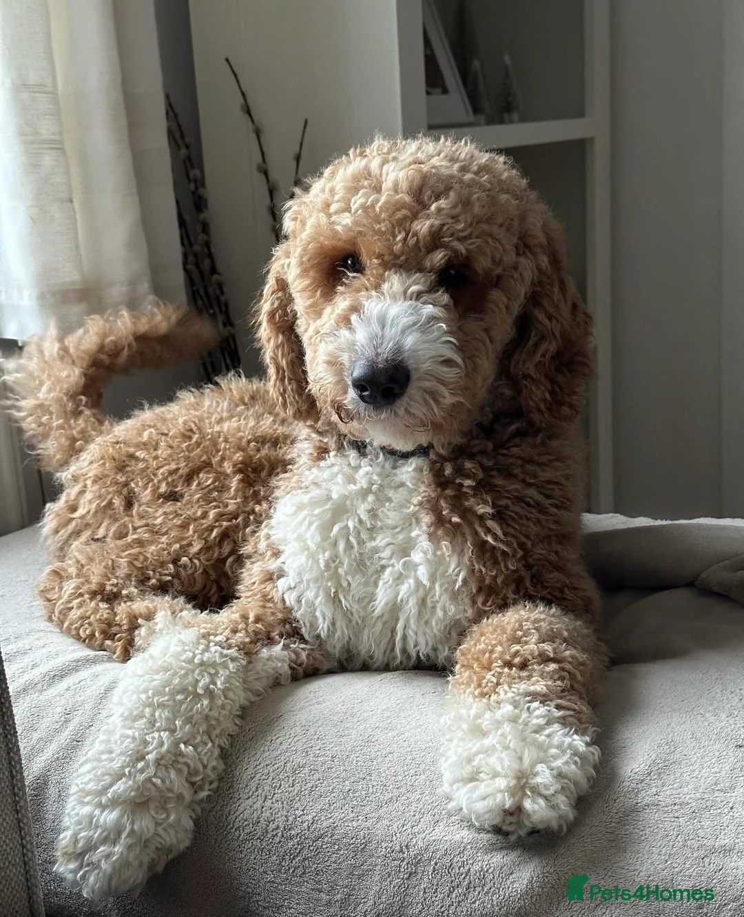 Mini Goldendoodle dogs for sale: DUE 🐾 HEALTH TESTED Goldendoodles / doubledoodles - Advert 1