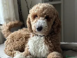 Mini Goldendoodle dogs HEALTH TESTED Goldendoodles / doubledoodles - Advert 12