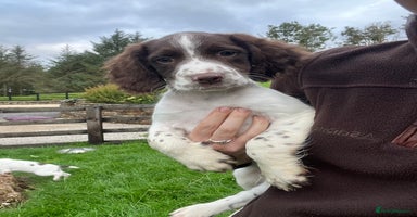 English Springer Spaniel dogs - Advert 13