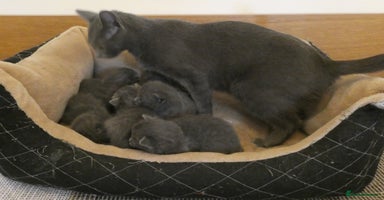 Russian Blue cats - Advert 2