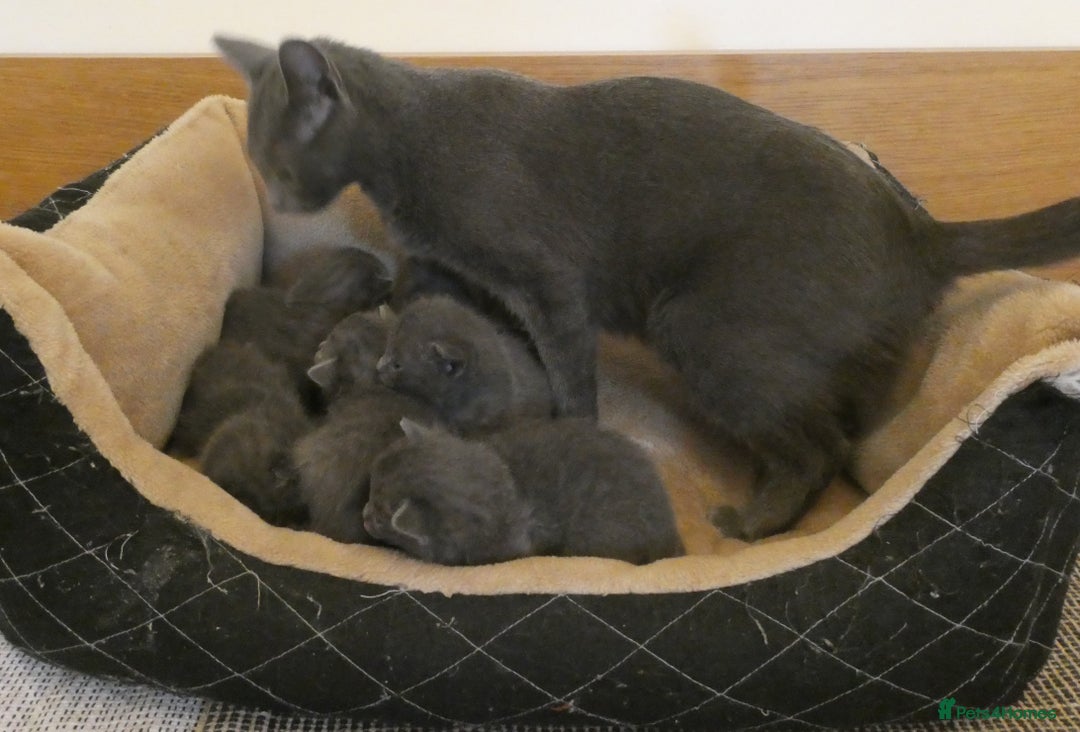 Russian Blue cats for sale: Pure Russian Blue Kittens for sale - 2 Boys 1 Girl - Image 2
