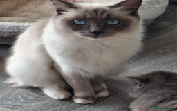 Ragdoll cats for sale: 2 x GCCF Registered Ragdolls for Sale - Image 21
