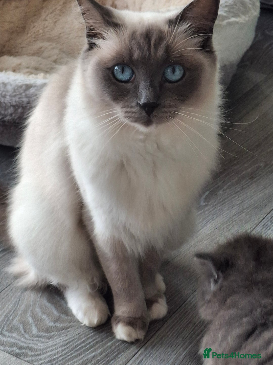 Ragdoll cats for sale: 2 x GCCF Registered Ragdolls for Sale - Image 21