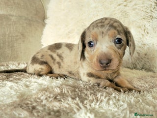 Miniature Dachshund dogs MINI DACHSHUNDS READY 20TH DEC - Advert 3