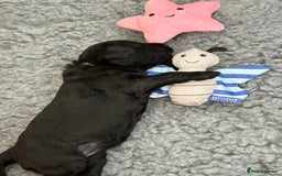 Australian Labradoodle dogs for sale: Reduced-Multigen Aussie Labradoodles curly/nonshed - Image 11