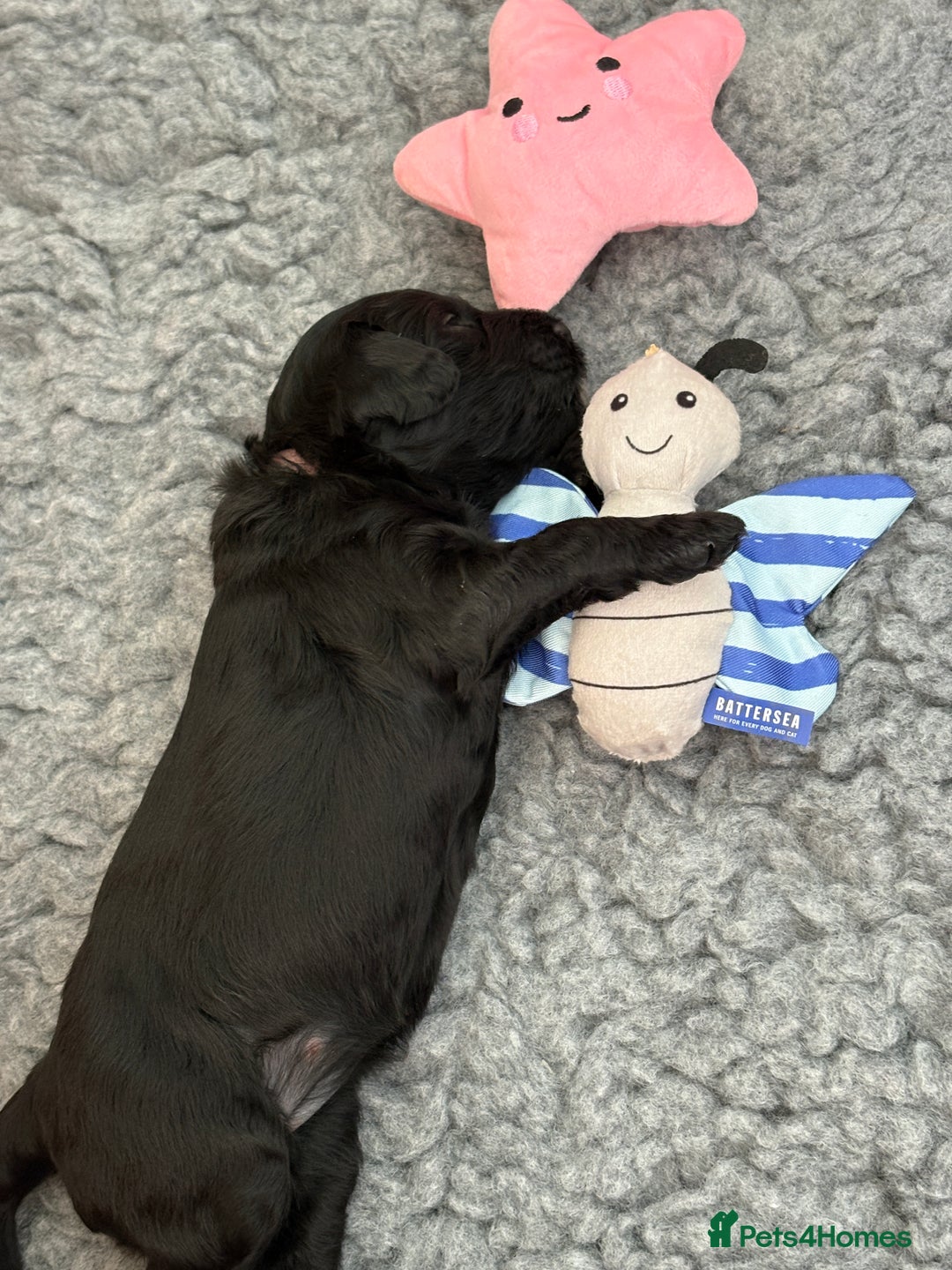 Australian Labradoodle dogs for sale: Reduced-Multigen Aussie Labradoodles curly/nonshed - Image 11
