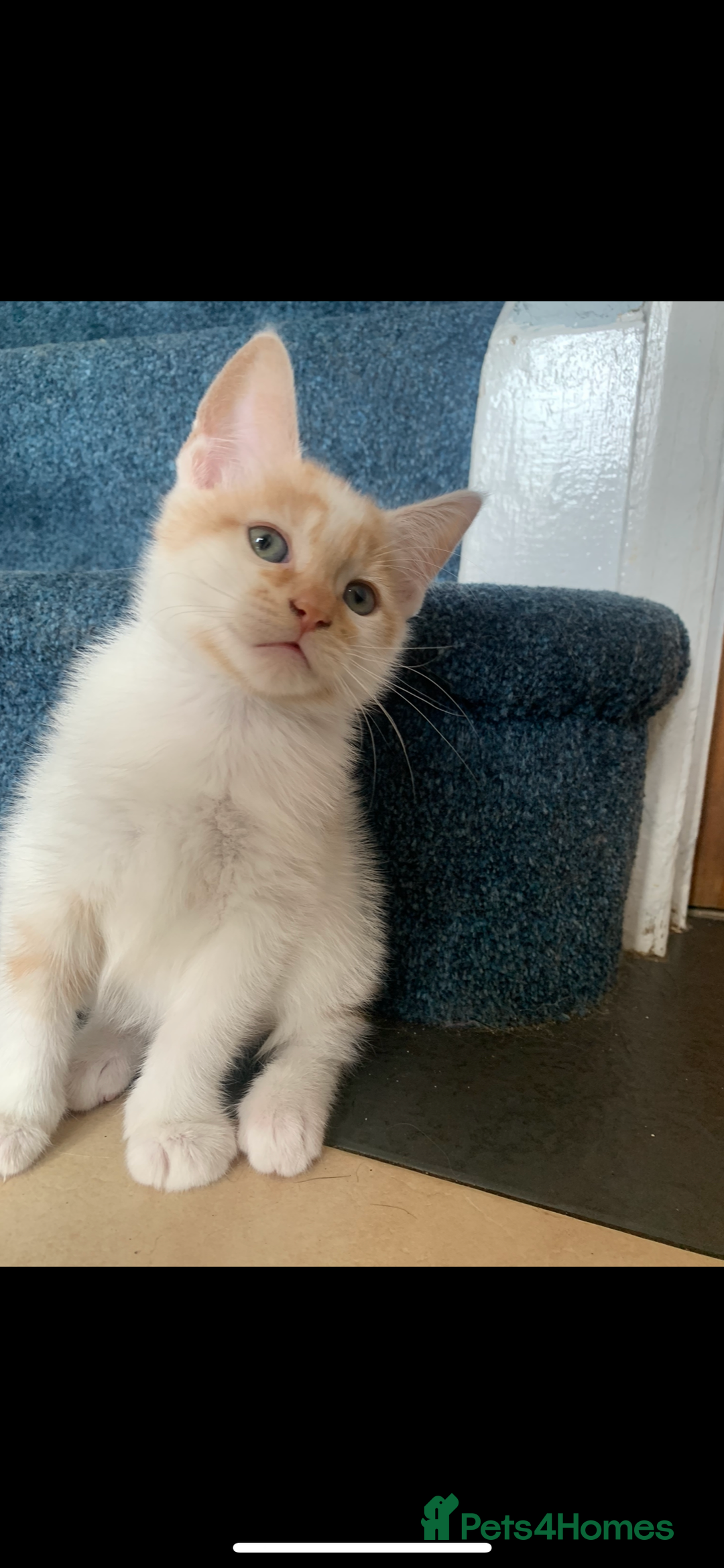 Mixed Breed cats for sale: 5 beautiful kittens ready for their forever home  - Image 15