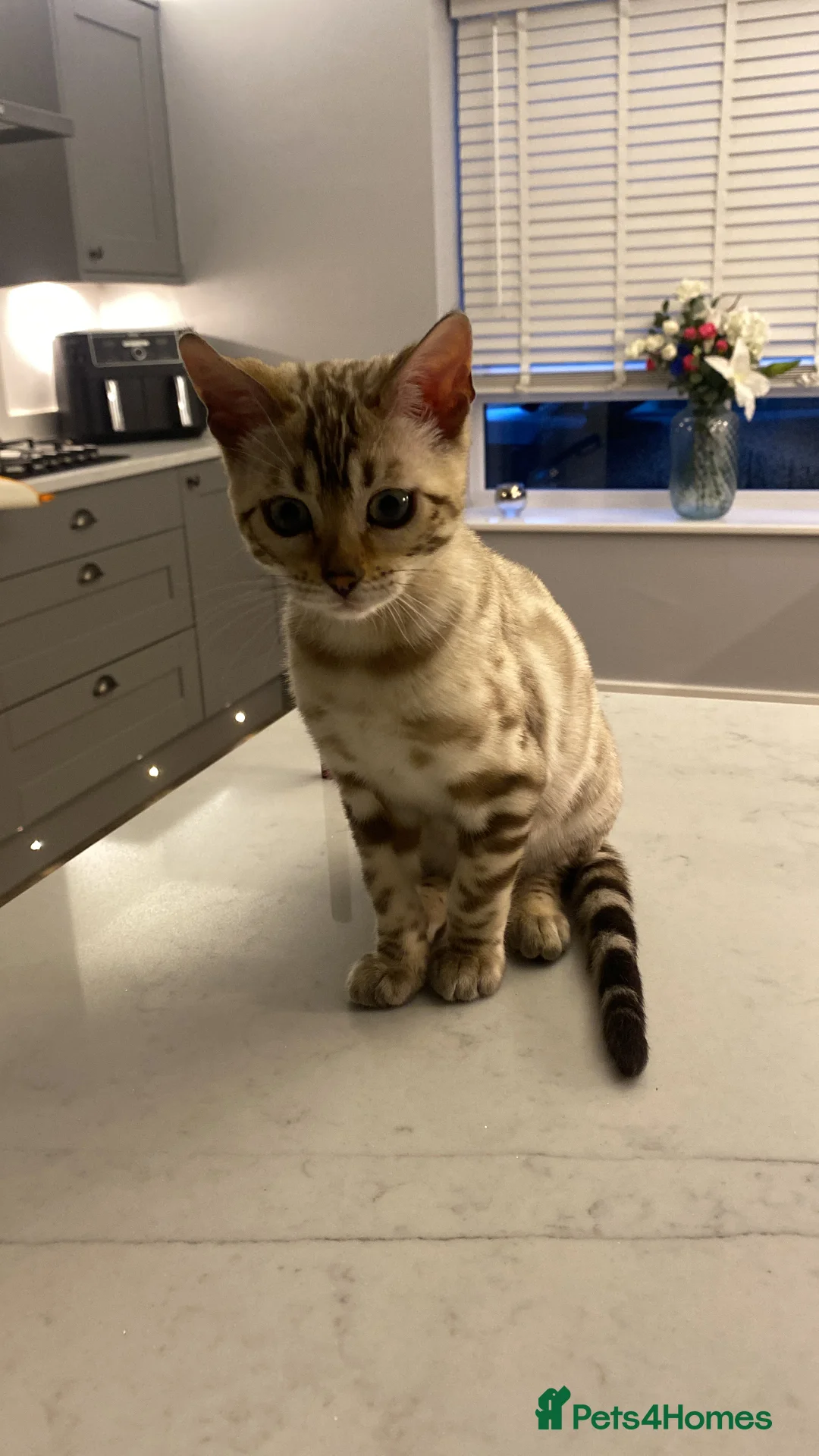 Bengal cats for sale: Female bengal - Advert 6