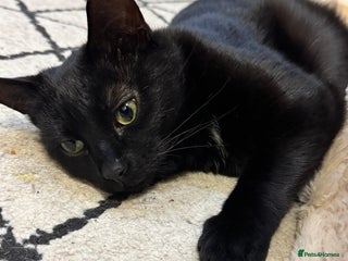 British Shorthair cats 2 beautiful black cats needing homes - Advert 1