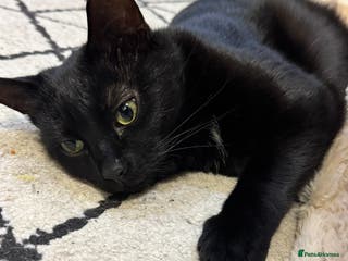 British Shorthair cats 2 beautiful black cats needing homes - Advert 8