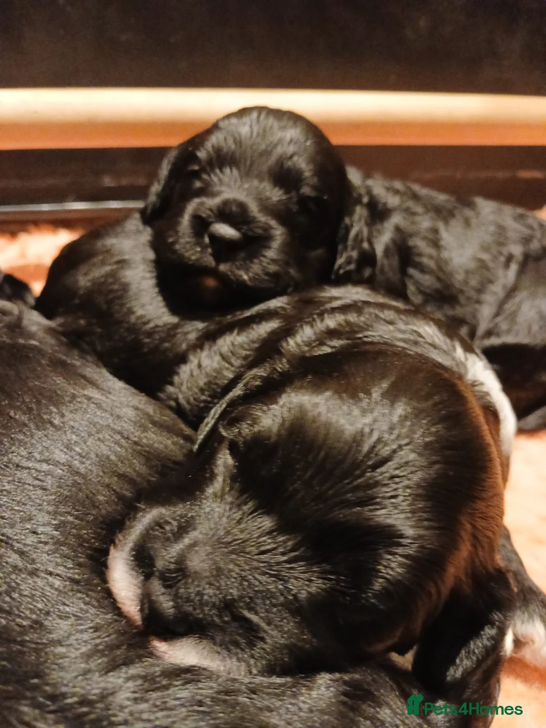 Cockapoo dogs for sale: 3 Beautiful Black & White Cockerpoo pups in New Milton - Advert 4