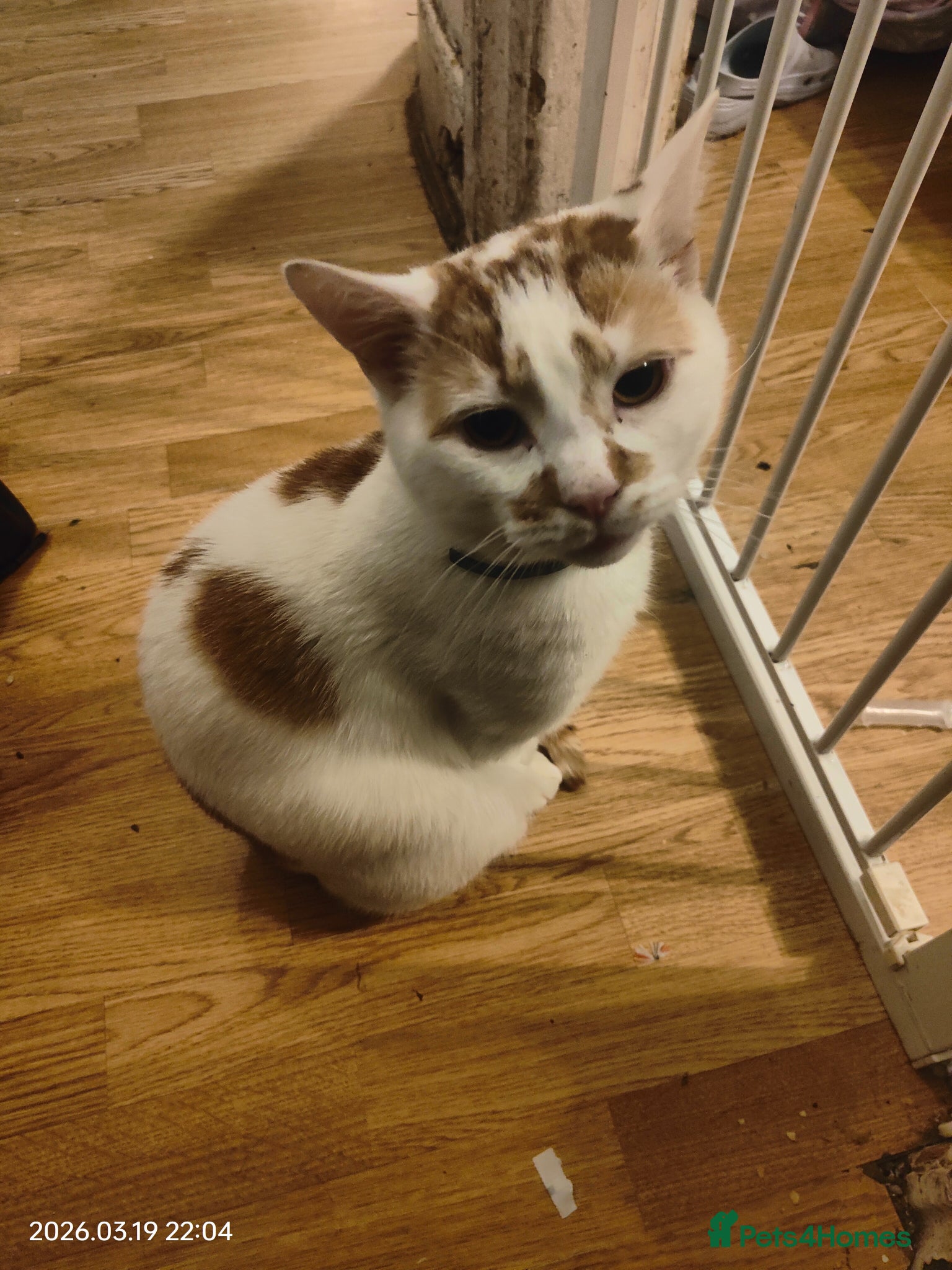 Mixed Breed cats 12 month male. Good with children. - Advert 2