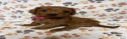 Cockapoo dogs for sale: Beautiful Multigenerational Cockapoo Puppies - Advert 5