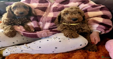 Goldendoodle dogs - Advert 1