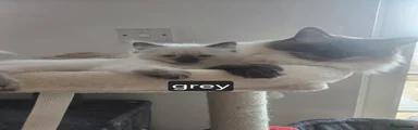 Ragdoll Kitten 5