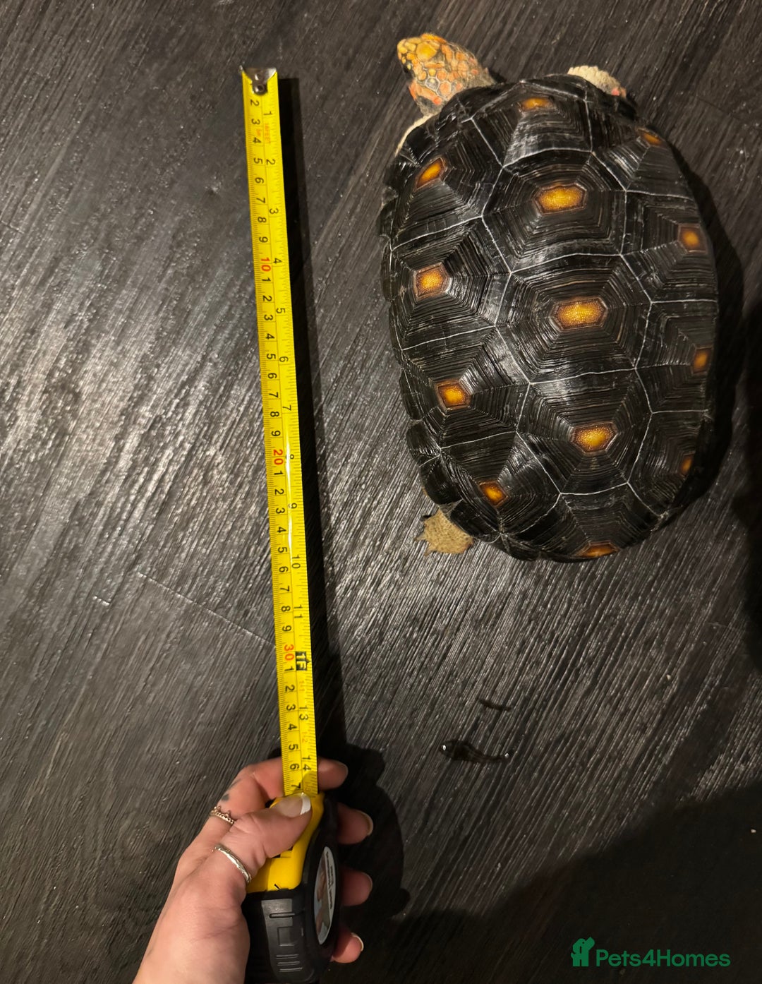 Tortoise reptiles for sale: Redfoot tortoise and enclosure all in - Advert 6