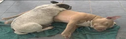 Shorty Bull dogs for sale: JAW-DROPPING POCKET BULLIES – IMPRESSIVE GENETICS  - Advert 2