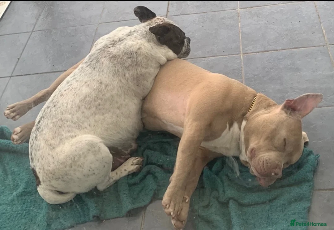 Shorty Bull dogs for sale: JAW-DROPPING POCKET BULLIES – IMPRESSIVE GENETICS  - Advert 2