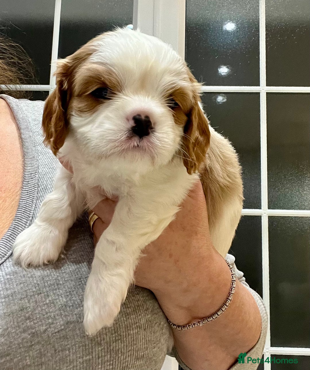 Cavalier King Charles Spaniel dogs for sale: Champion Sired KC Reg Cavalier King Charles  - Image 22