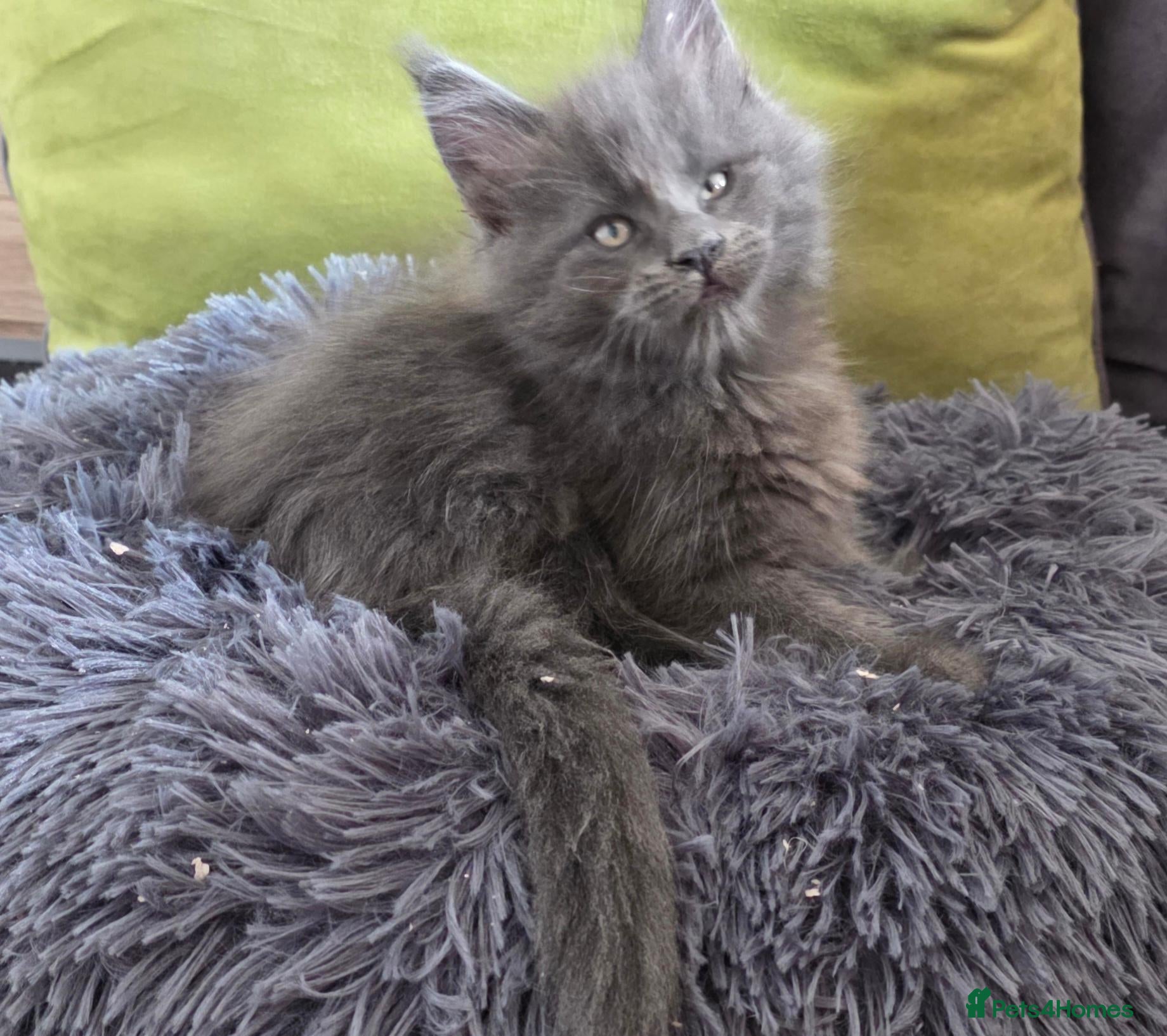 Maine Coon cats Maine coon kittens - Advert 8
