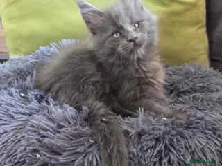 Maine Coon cats Maine coon kittens - Advert 8