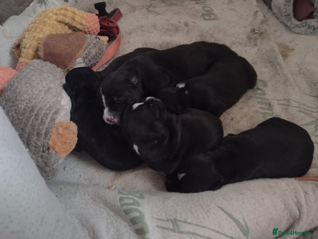 Mixed Breed dogs for sale: Staffy x puppies  - Image 8