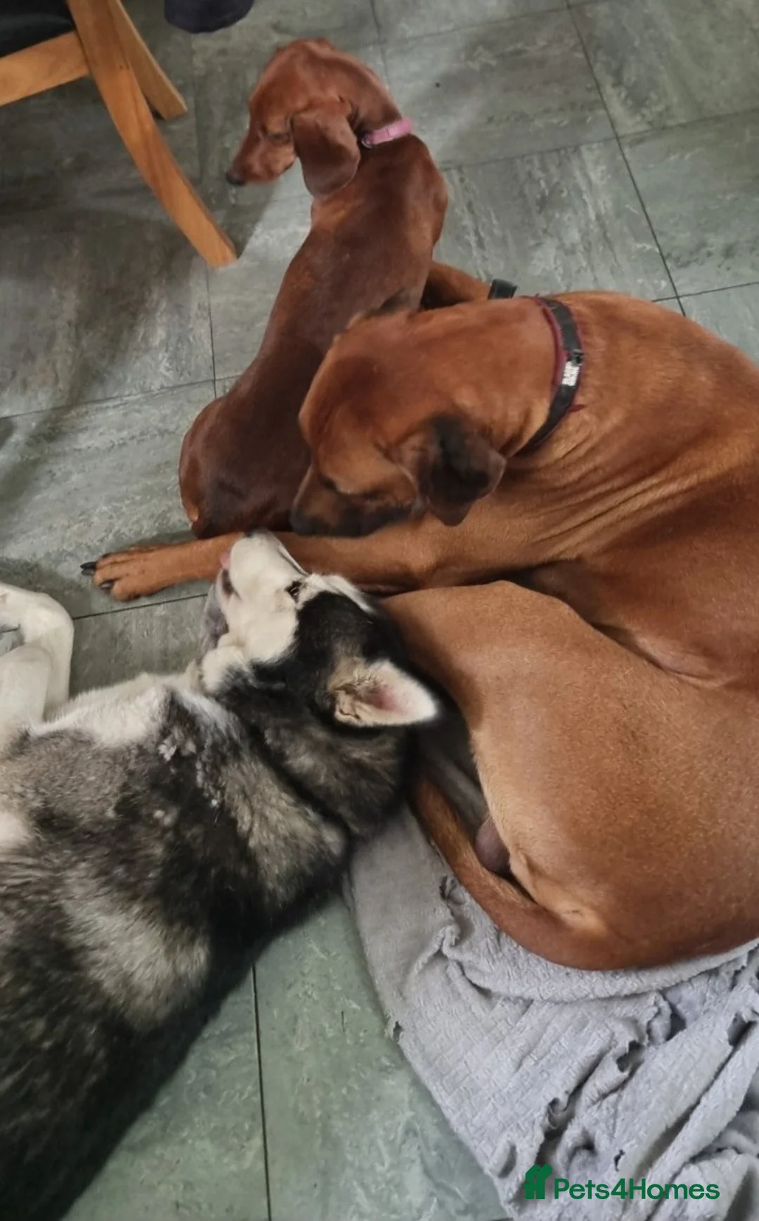 Rhodesian Ridgeback dogs for stud: Pedigree Rhodesian Ridgeback for Stud - Advert 4