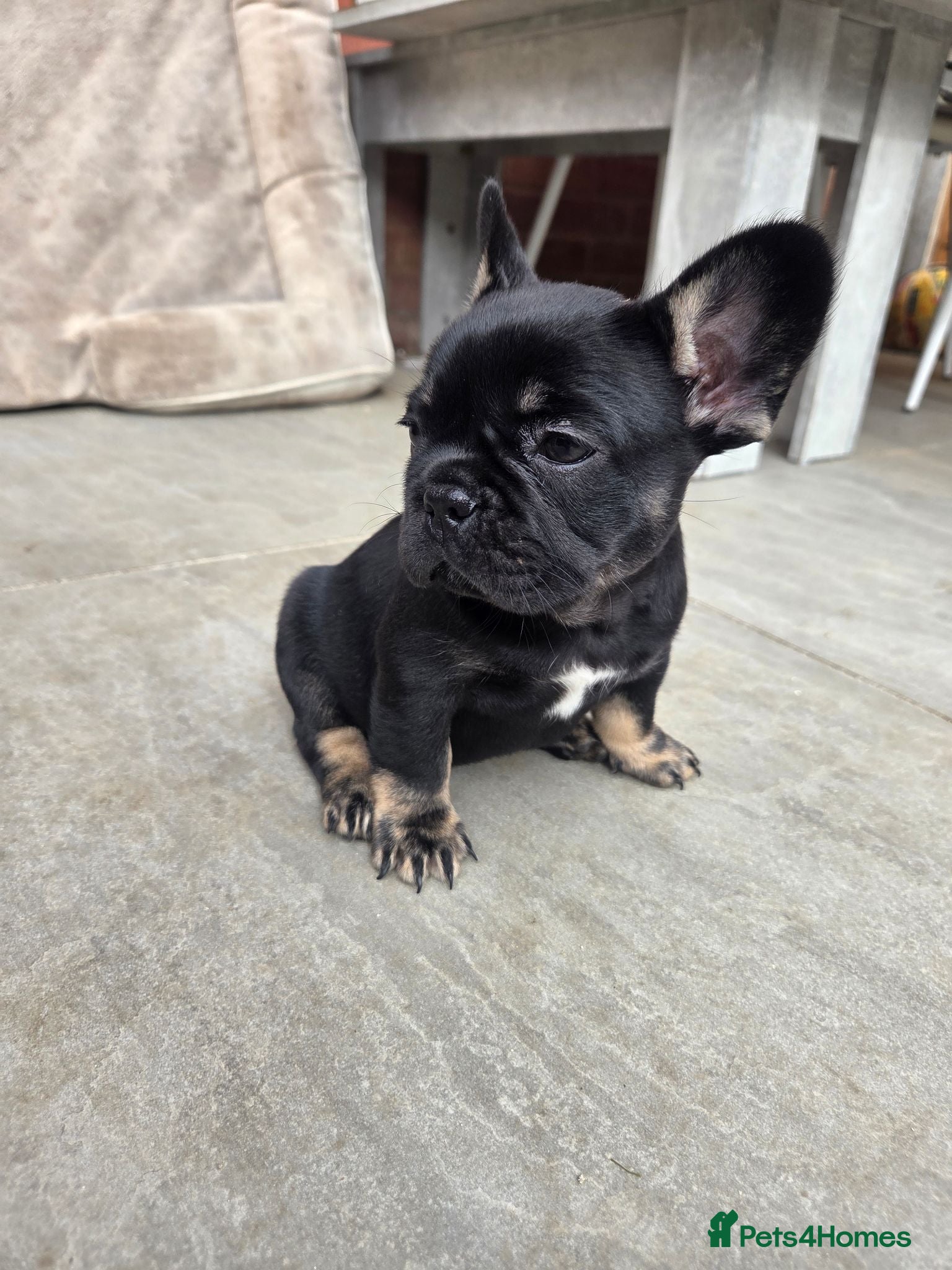 French Bulldog dogs French bulldog pups lovely colours  - Advert 1