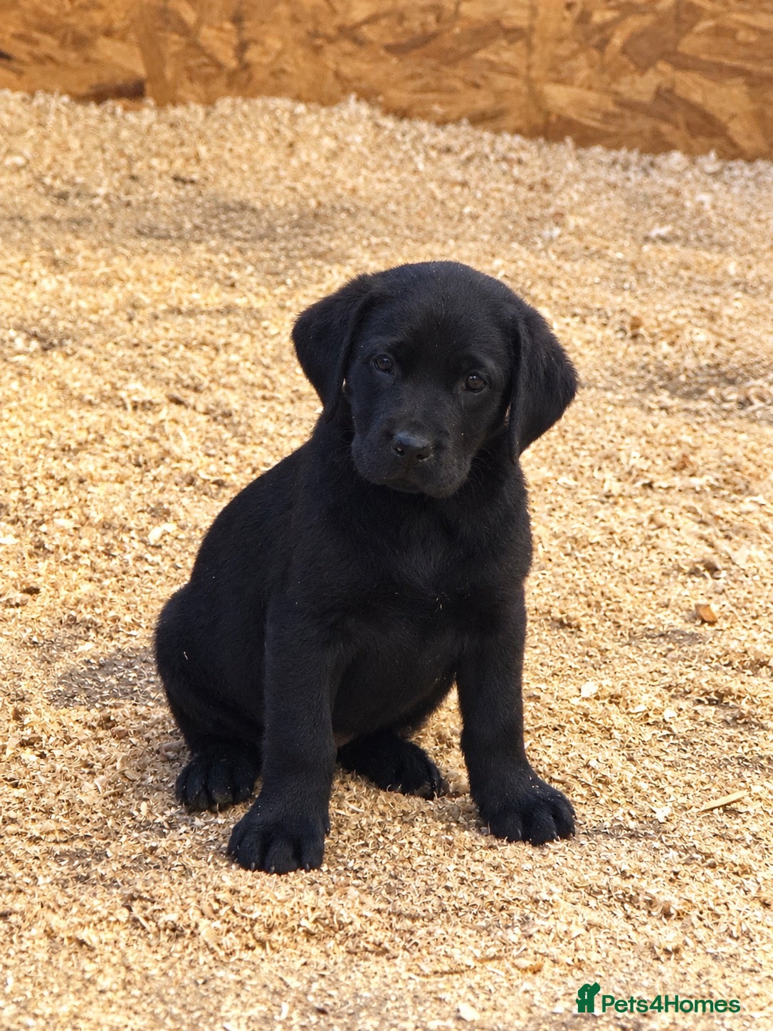 Labrador Retriever dogs ONE BLACK MALE LEFT Champion lab puppies  - Advert 13