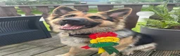 German Shepherd dogs for sale: ROCKFORCE LONG HAIRED WORKING LINE GSD  - Advert 6
