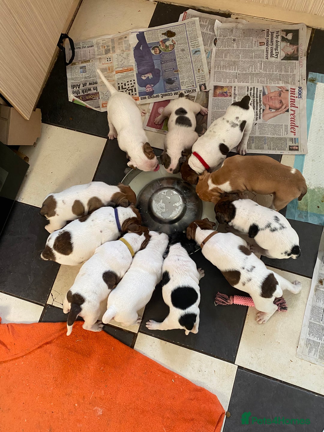 Alapaha Blue Blood Bulldog dogs for sale: TOP QUALITY PURE ALAPAHA BULLDOGS - Advert 22