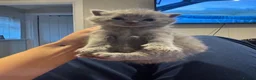 Scottish Fold cats for sale: Gorgeous purebred Scottish Fold Kittens! - Advert 4