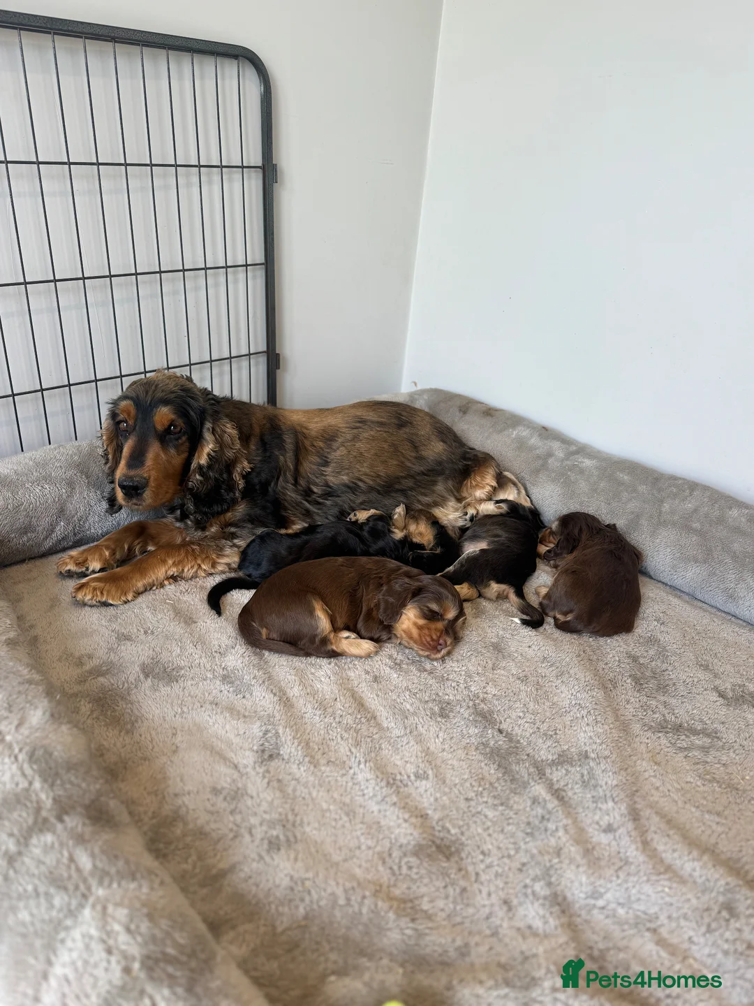 Cocker Spaniel dogs for sale: Stunning Show Cocker Spaniels  - Advert 2